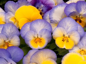 Cool Wave pansy Blueberry Swirl'