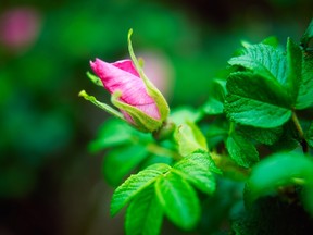 One woman's return to health through her love of gardening shows that we don;t have to accept  hopeless verdicts