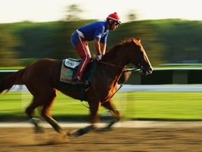 ELMONT, NY - JUNE 03:  Kentucky Derby and Preakness winner California Chrome, with exercise rider Willie Delgado up, trains on the main track at Belmont Park on June 3, 2014 in Elmont, New York. He is scheduled to race for the Triple Crown in the 146th running of the Belmont Stakes  (Photo by Al Bello/Getty Images) ORG XMIT: 492606809
