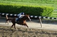 California Chrome gallops at Belmont Park in preparation for the Belmont Stakes