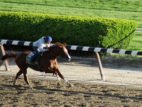 California Chrome gallops at Belmont Park in preparation for the Belmont Stakes