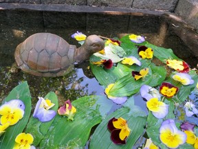 Floating pansies