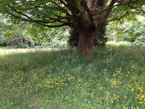 Buttercup under oak tree