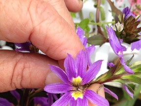 Two halves of Scaevola flowers form one complete flower