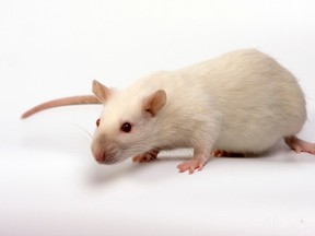 Diet and stress affects the offspring of rats and humans and the effects can even pass to grandchildren.