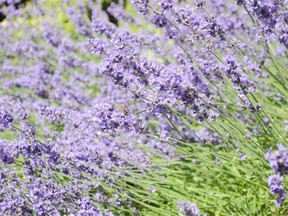 Bee-friendly plants such as lavender (above) and salvia may be treated with a pesticide toxic to insects.