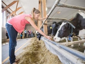 Annabelle Vanderkooi, daughter of Bill Vanderkooi, president of EcoDairy pets a cow in their new Discovery Centre designed in partnership with Science World to educate the public on sustainable dairy farming.