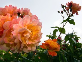 Westerland roses in Alec Globe's garden in White Rock