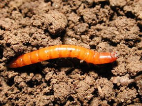 Wireworm can be defeated with nematodes.