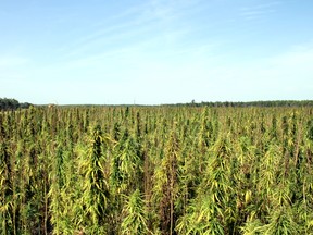 2013-hemp-field-2