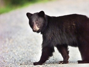 Bears are active, hungry and bold in West Vancouver.