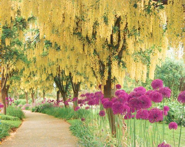 Laburnum: The Deadly Tree In Your Back Garden? - Gardening Tips, Advice and  Inspiration