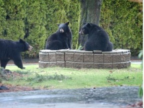 Black bears