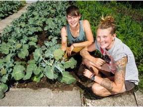 Edible yards proliferate in Vancouver neighbourhoods (with video) Each conversion from sod to vegetables inspires neighbours to do the same By Randy Shore, Vancouver Sun July 6, 2014 1 0 Story Photos ( 5 ) Lush caches of rainbow chard, peas, beans and lettuce are dotting yards around Vancouver, as edible landscapers converting dozens of yards into micro-farms, paying the owners vegetables as rent.