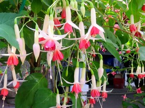 Fuchsias come in various colours.