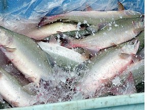 Lost in the clamour over salmon farms is the choking abundance of pinks