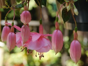 Fuchsias come in a wide range of shapes and colours