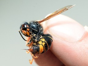 Wasps: Handle with care