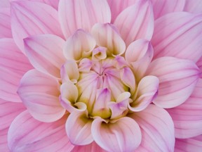 August is dahlia month