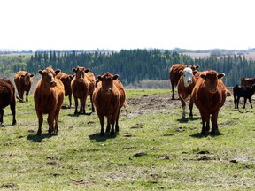 CAMROSE ALTA.: MAY 12, 2011. Cattle in Dave Solverson's field at his Wood Wind Ranch cattle operation near Camrose, Alta.: May 12, 2011. This is for Taste Alberta for Liane Faulder. (Candace Elliott/Edmonton Journal)