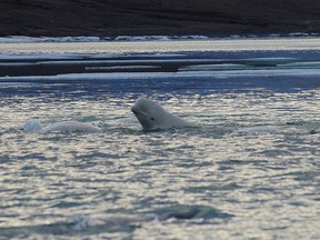 Belgua Whale research in Cunningham Inlet.