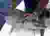 GREEN EYE SHARK Etmopterus villosus • Demersal (406 to 911 m) • Length to 46 cm (1.5 feet) • Dark brown or blackish body, underside is darker; black mark above pelvic fins • Short tail; short fins; spine prior to each dorsal fin • No anal fin • Large green eyes