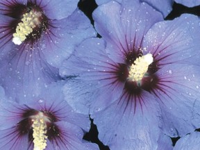 Hibiscus Blue Satin Bloom