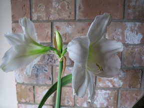 White amaryllis re-bloomed.