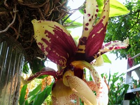 Unusual Stanhopea orchid in bloom in Umberto Garbuio's garden in Burnaby.