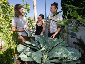 Evan Doan explains how he grew his monster kale to fellow gardeners Gosia Piasecka and Gordon Ruby. Doan says the group shares everything it grows.