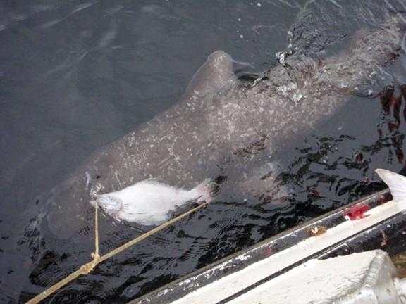 SHARK WEEK: 14 sharks, including the Great White, swim in B.C. waters ...