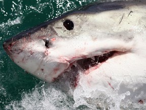 Although it prefers warmer temperatures, the Great White Shark makes occasional trips into B.C. waters.