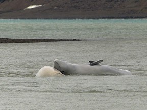Belgua whale research in the Arctic