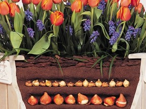 Planting bulbs for spring colour is a garden project worth doing
