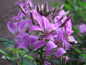 Cleome 'Senorita Rosalita'