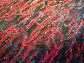 Kokanee salmon populations have plummeted in B.C. fresh water systems.