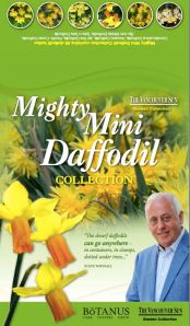 Mighty Mini Daffodils