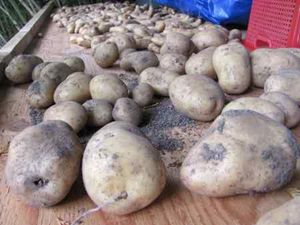 potatoes1 How to store your potatoes for the winter