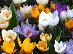 Mixed species crocus