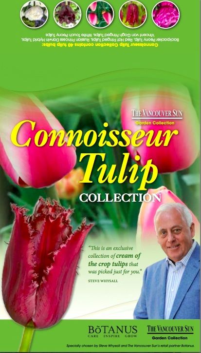 Connoisseur Tulips