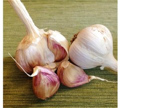 With a little care and a lot of patience, great garlic can be yours.