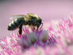 Vancouver park board institutes pesticide ban to help save honeybees Health Canada blamed the use of neonics for a spate of bee deaths in 2012 and in 2013.