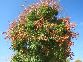 Chinese flame tree in Granada.