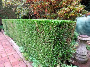 Beautifully clipped boxwood hedge