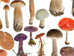 Mushroms of every shape and size and colour