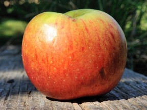 UBC Apple Festival, Oct. 18-19