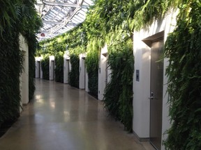 Green wall entrance to washrooms at Longwood Gardens, outside Philadelphia.