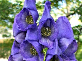 Monkshood: Handle with care