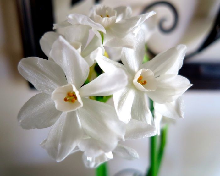 Paperwhites bloom in record time Vancouver Sun
