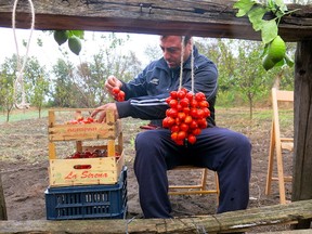 Bunching Piennolo tomatoes for storage.